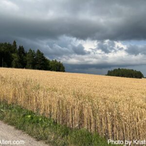 15300109691 (31.7.2025 18.16 km Thursday Run)
